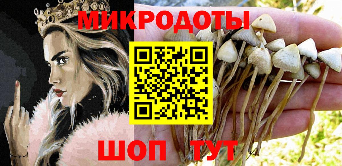 Галлюциногенные грибы Psilocybine cubensis Бердск